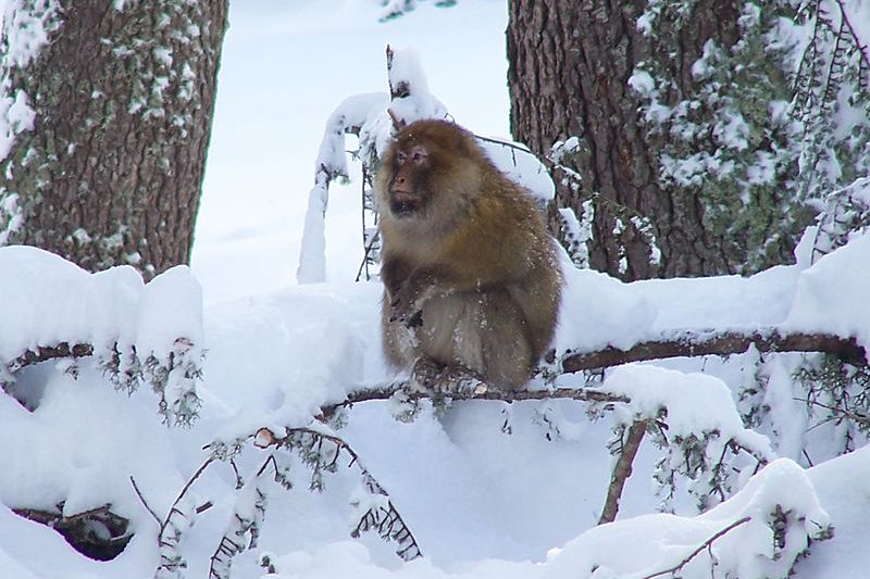 One Day Trip From Fes To Cedar Forest And The Middle Atlas Mountains