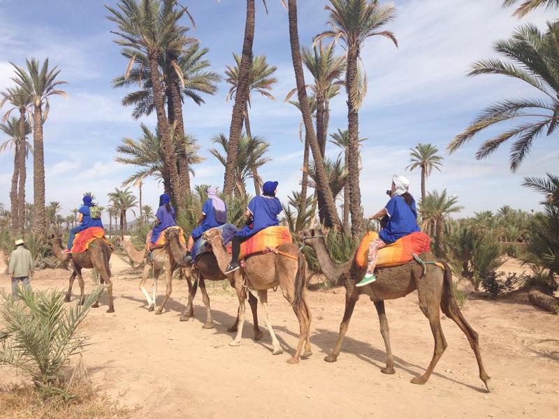 Camel Ride Tour In Marrakech Palm Grove Including Moroccan Mint Tea