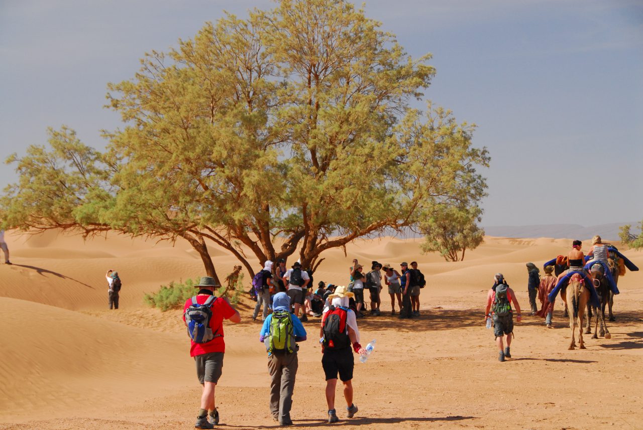 shade-in-the-sahara